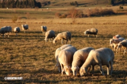 La Parabole des Moutons, de Fabien Obolo